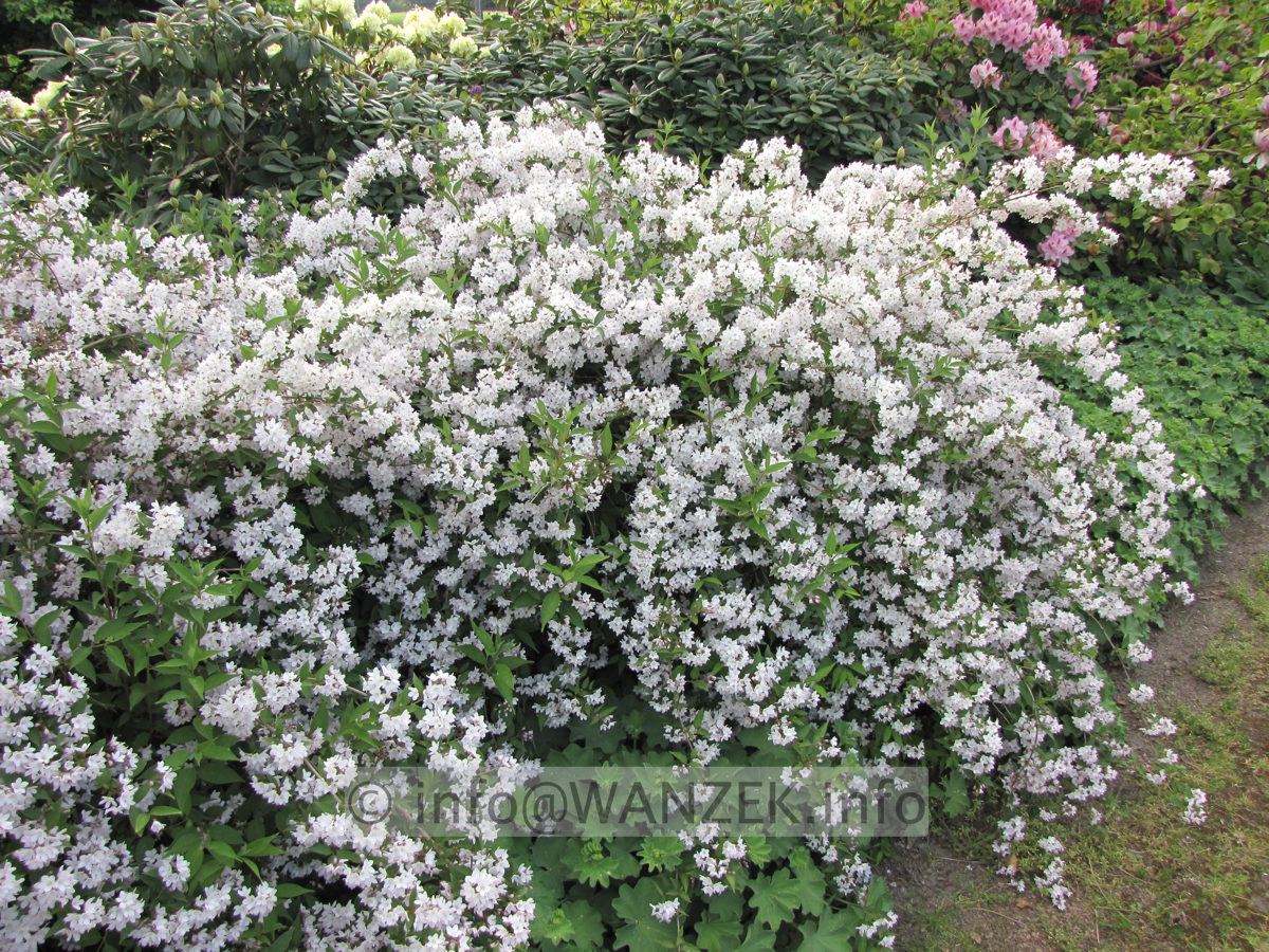 Deutzia kalmiiflora 03.JPG